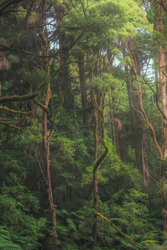 Australian temperate rainforest