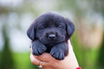 a cute labrador puppy