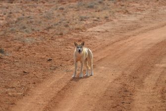 Dingo in the  Strzelecki Desert