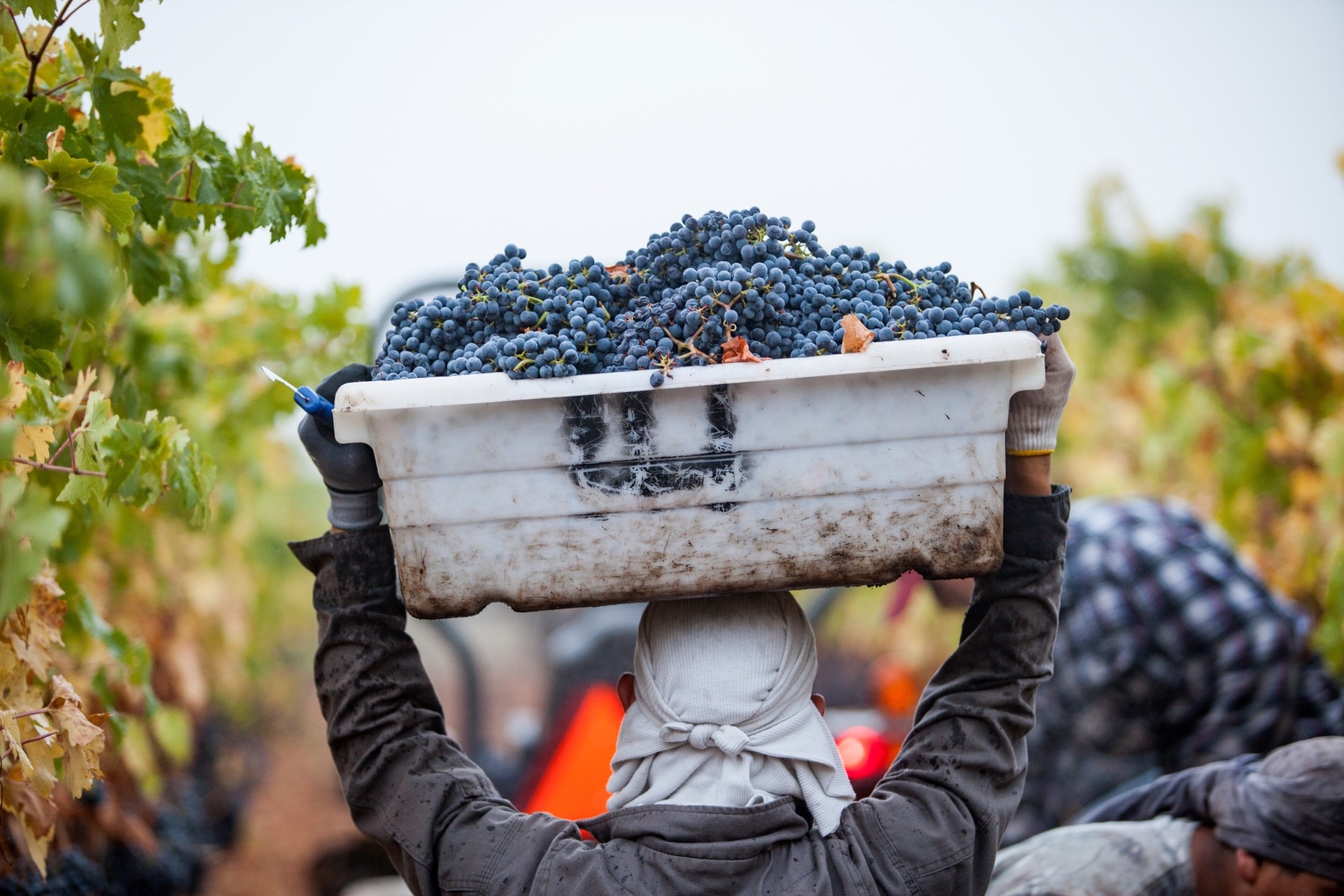 Worker on a vineyard carrying full container of grapes