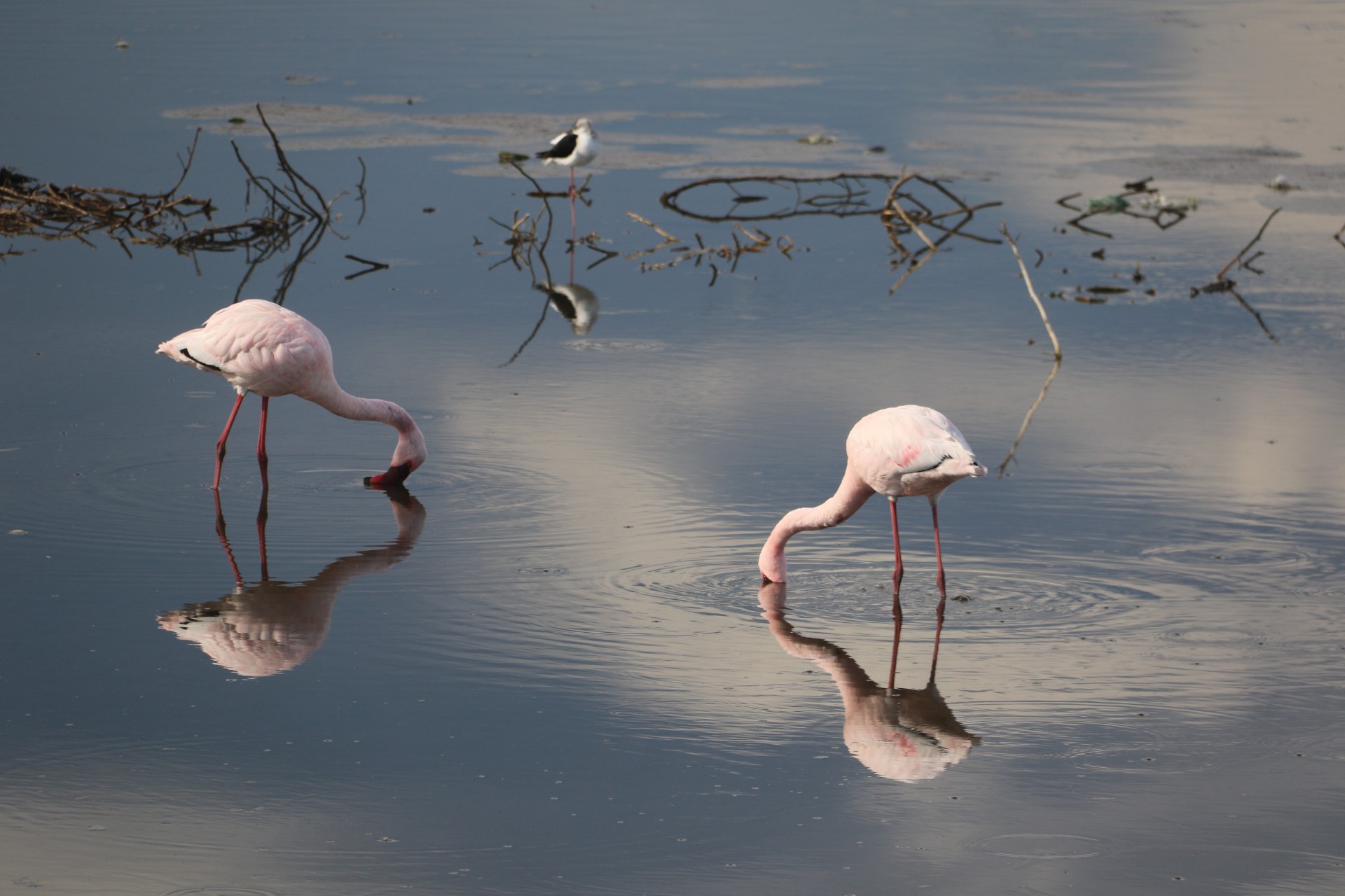 Flamingos at a Ramsar site in Cape Town, South Africa