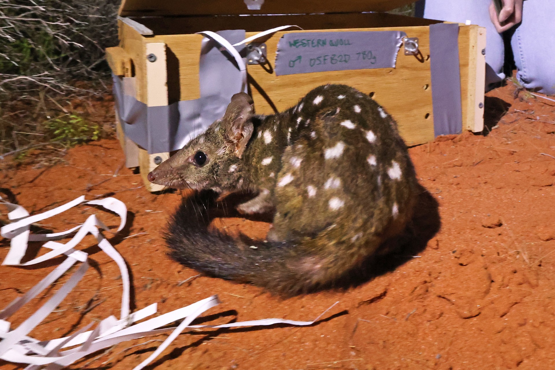 A western quoll is released in the Wild Deserts precinct of Sturt National Park NSW