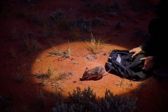 A Shark Bay bandicoot is released in the Wild Deserts precinct in Sturt National Park, NSW.