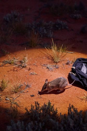 A Shark Bay bandicoot is released in the Wild Deserts precinct in Sturt National Park, NSW.