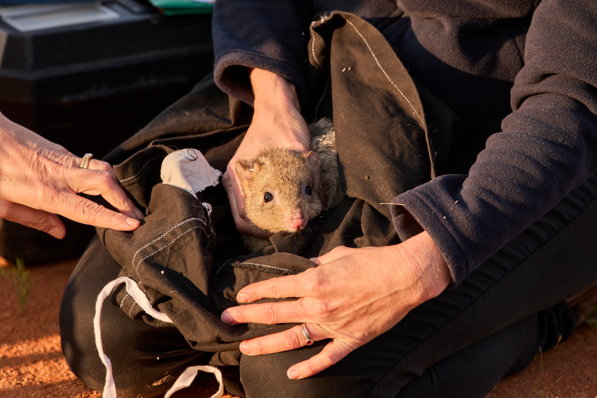 A bettong is revealed in a bag before scientists release it into the wild of Sturt National Park, NSW.