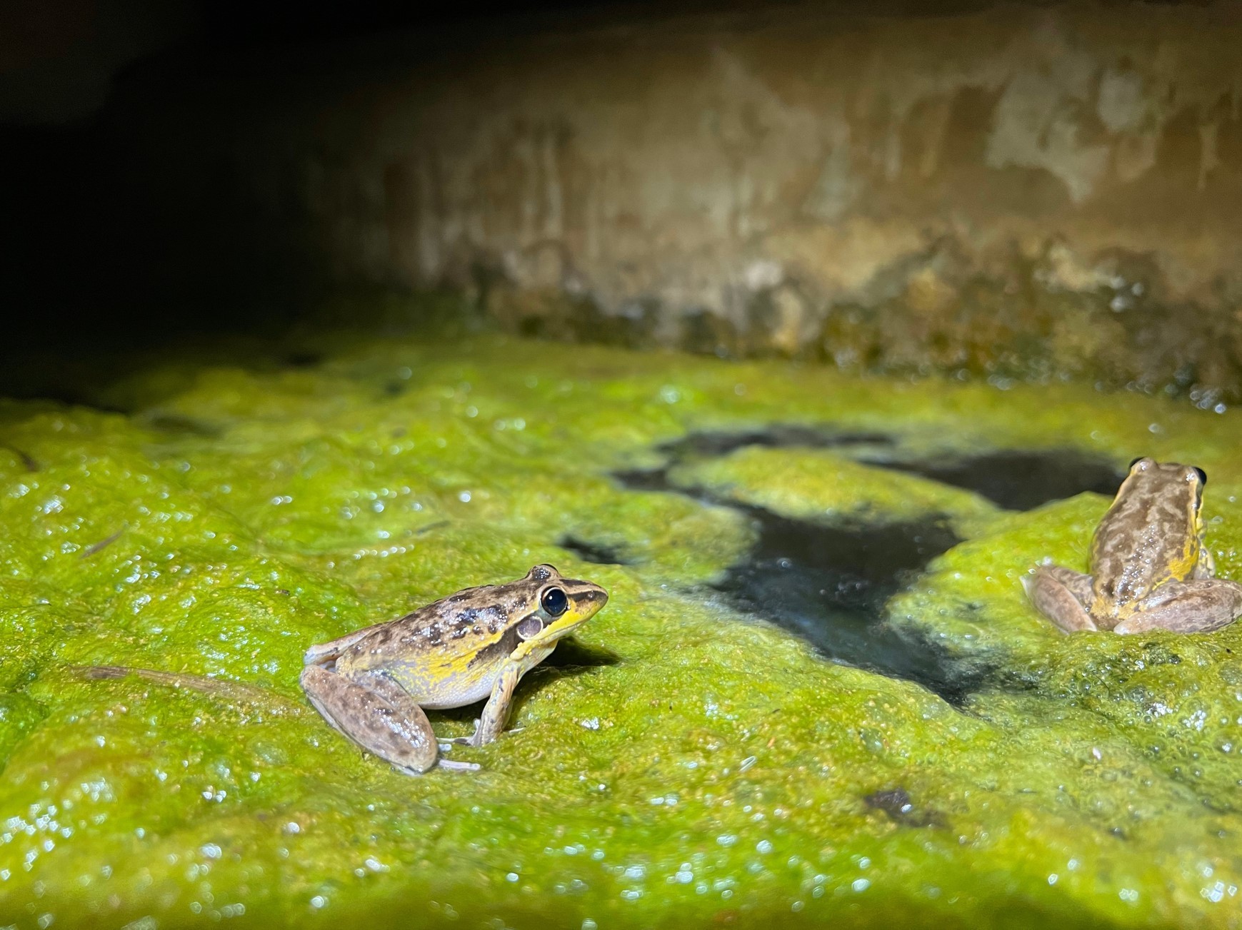 Two Spalding rocket frogs sit on moss.