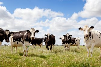 dairy cows stand in a grassy paddock