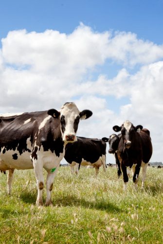 dairy cows stand in a grassy paddock