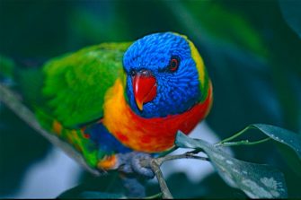 Rainbow Lorikeet (Trichoglossus moluccanus). Bernard Dupont, via Wikimedia Commons, CC BY-SA