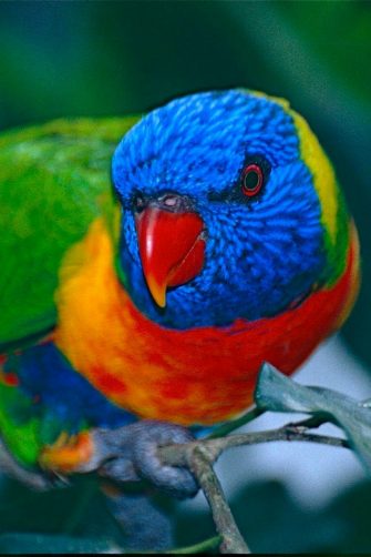 Rainbow Lorikeet (Trichoglossus moluccanus). Bernard Dupont, via Wikimedia Commons, CC BY-SA