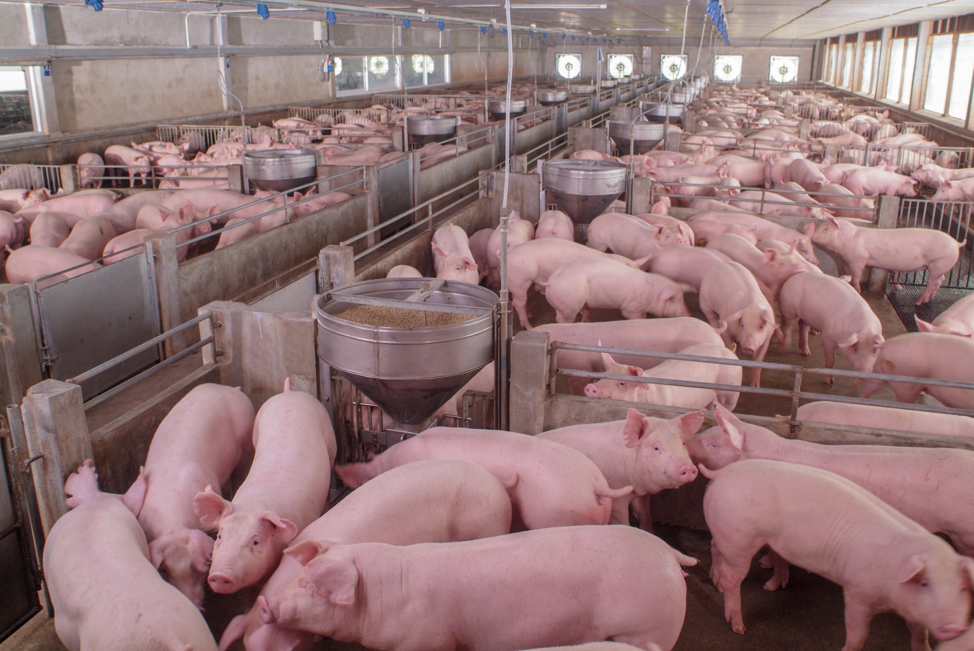 Pigs in indoor pens at a farm