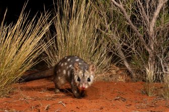 A western quoll, also known by its indigenous name, chuditch.