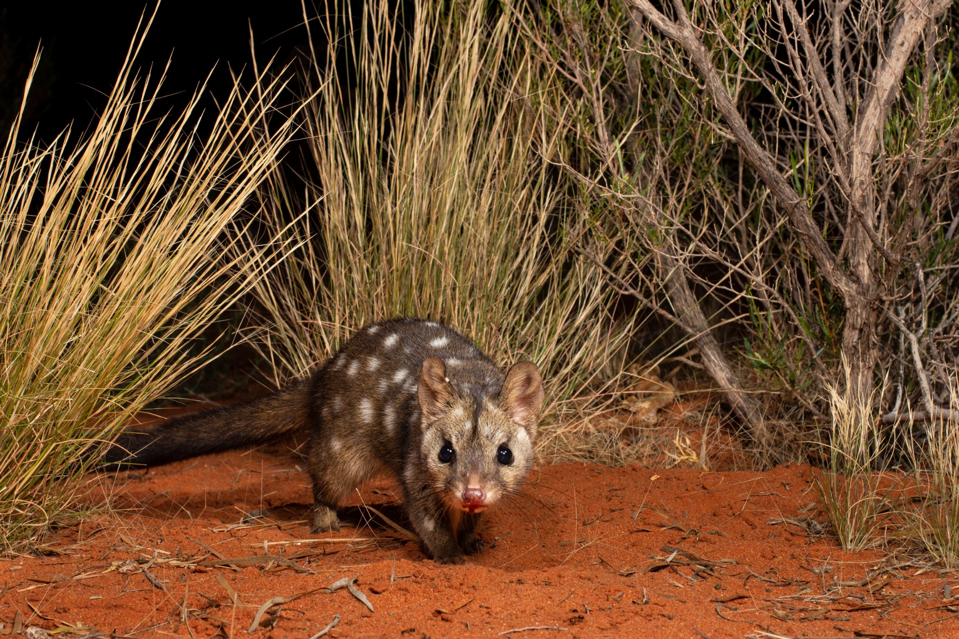 A western quoll, also known by its indigenous name, chuditch.