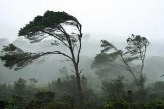Tropical rainforest trees bent by the force of wind. Strong thunderstorm, heavy rainfall in Australian outback forest. Misty stormy scenery showcasing the power of nature, cyclone. Seasonal downpour. AI picture