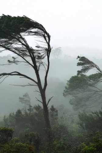 Tropical rainforest trees bent by the force of wind. Strong thunderstorm, heavy rainfall in Australian outback forest. Misty stormy scenery showcasing the power of nature, cyclone. Seasonal downpour. AI picture