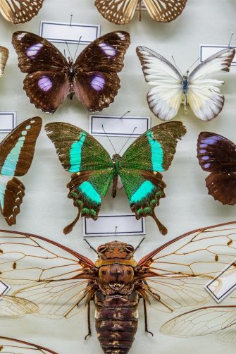 Different wildlife butterflies mounted in a scientific display cabinet