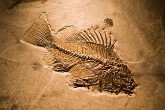million year old fossil of animals