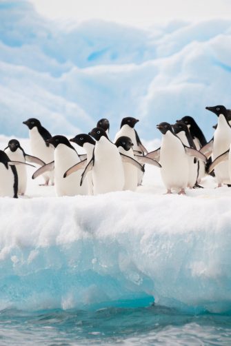 Adelie penguins colony on the iceberg Antarctica