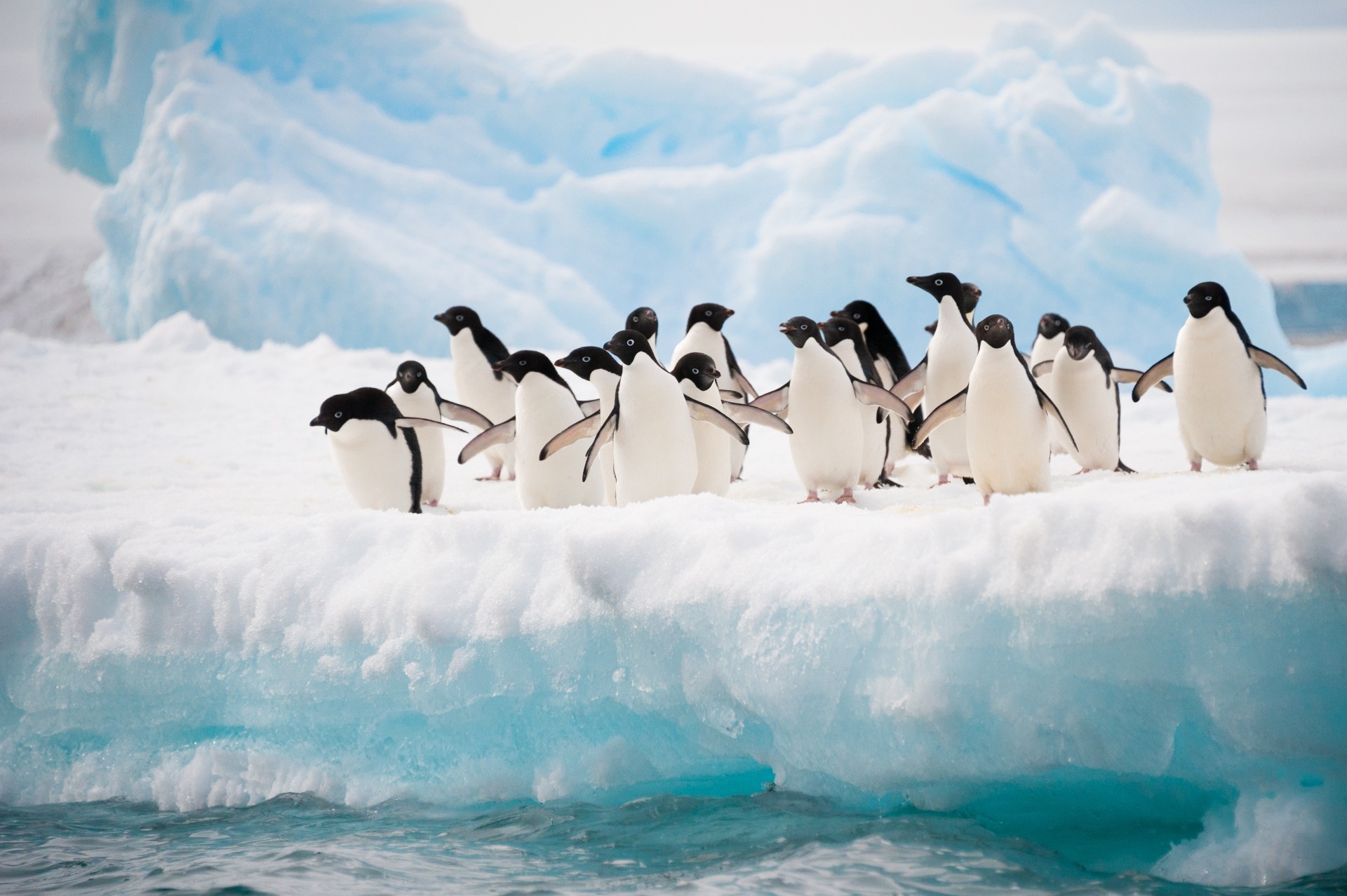 Adelie penguins colony on the iceberg Antarctica