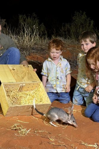 Professor Richard Kingsford, Leader of the Wild Desert Partnership Project, releases a golden bandicoot 'beyond the fence' in Sturt National Park.