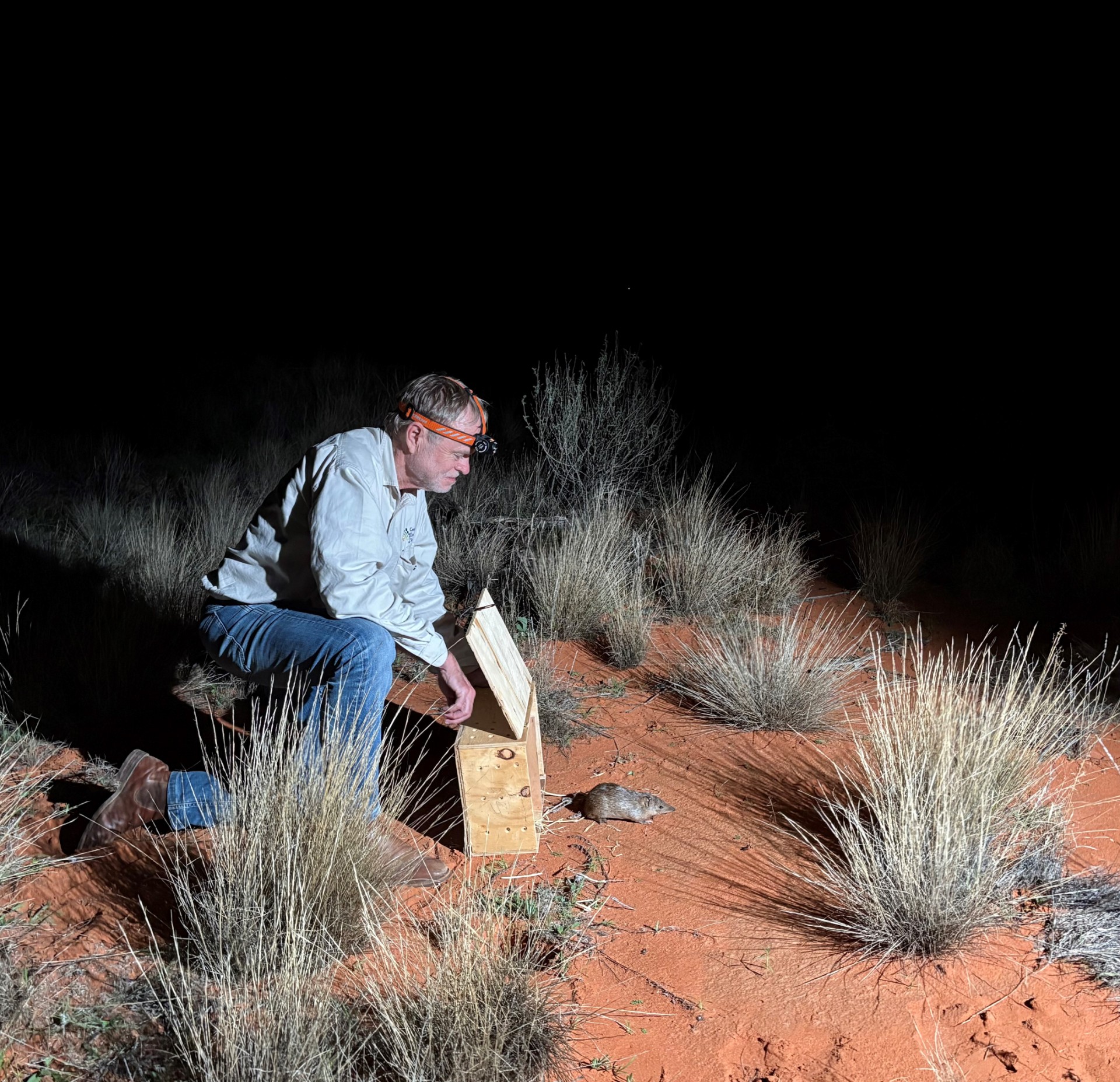 Professor Richard Kingsford, Leader of the Wild Desert Partnership Project, releases a golden bandicoot 'beyond the fence' in Sturt National Park.