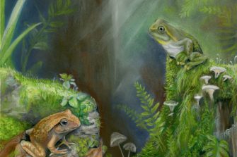 Artist’s reconstruction of the new species Litoria tylerantiqua (right) and previously described species Platyplectrum casca (left) from Murgon, south-eastern Queensland 