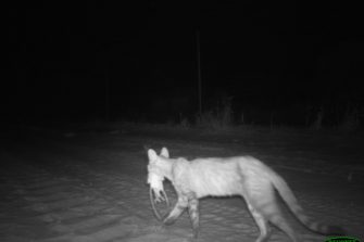 A feral cat with two hopping mice caught on CCTV in Arid Zone Reserve, South Australia