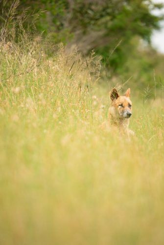 Curious dingo in long grass by the side of rural road