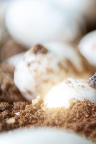 Little baby crocodiles hatching from eggs