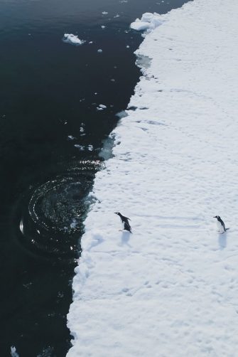 Dive into Antarctic waters with Gentoo penguins. Aerial view captures wild birds plunging from snowy land to icy coastal ocean near glaciers. Experience winter arctic wildlife swim behavior in drone .