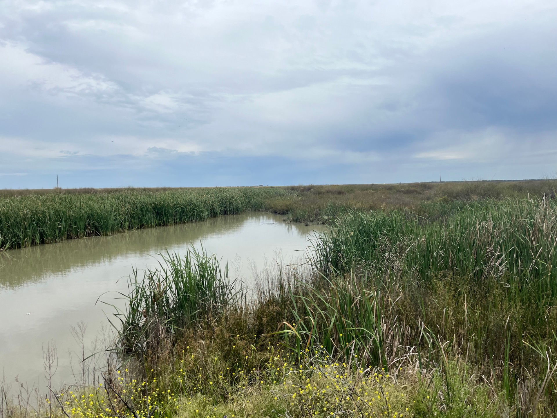 A river flows through a reedy landscape with a cloudy grey sky above.