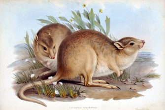 Painting of desert rat kangaroos from John Gould’s Mammals of Australia