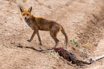 Feral Red Fox with mange feeding on road kill Red Kangaroo carcass in the Australian outback  
