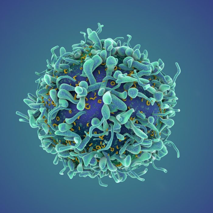 Render of a single T-cell or cancer cell