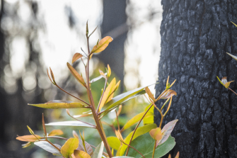 small plant growing at the base of tree trunk