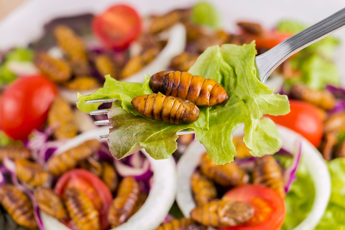 Food Insects: Worm insect or Chrysalis Silkworm fried for eating as food items on fork and in salad vegetable, it is good source rich of protein edible for future. Entomophagy concept.