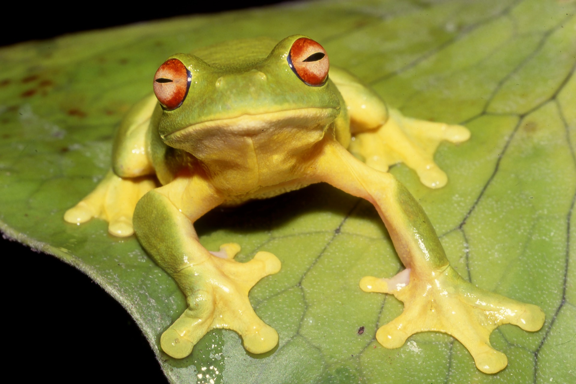 Australian Red-eyed Tree Frog resting on fern frond