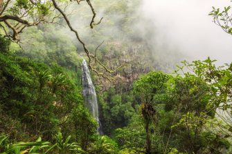 A lush green rainforest with a waterfall trailing down a cliff in the background. The waterfall is Morans Falls, located in Lamington National Park, Queensland