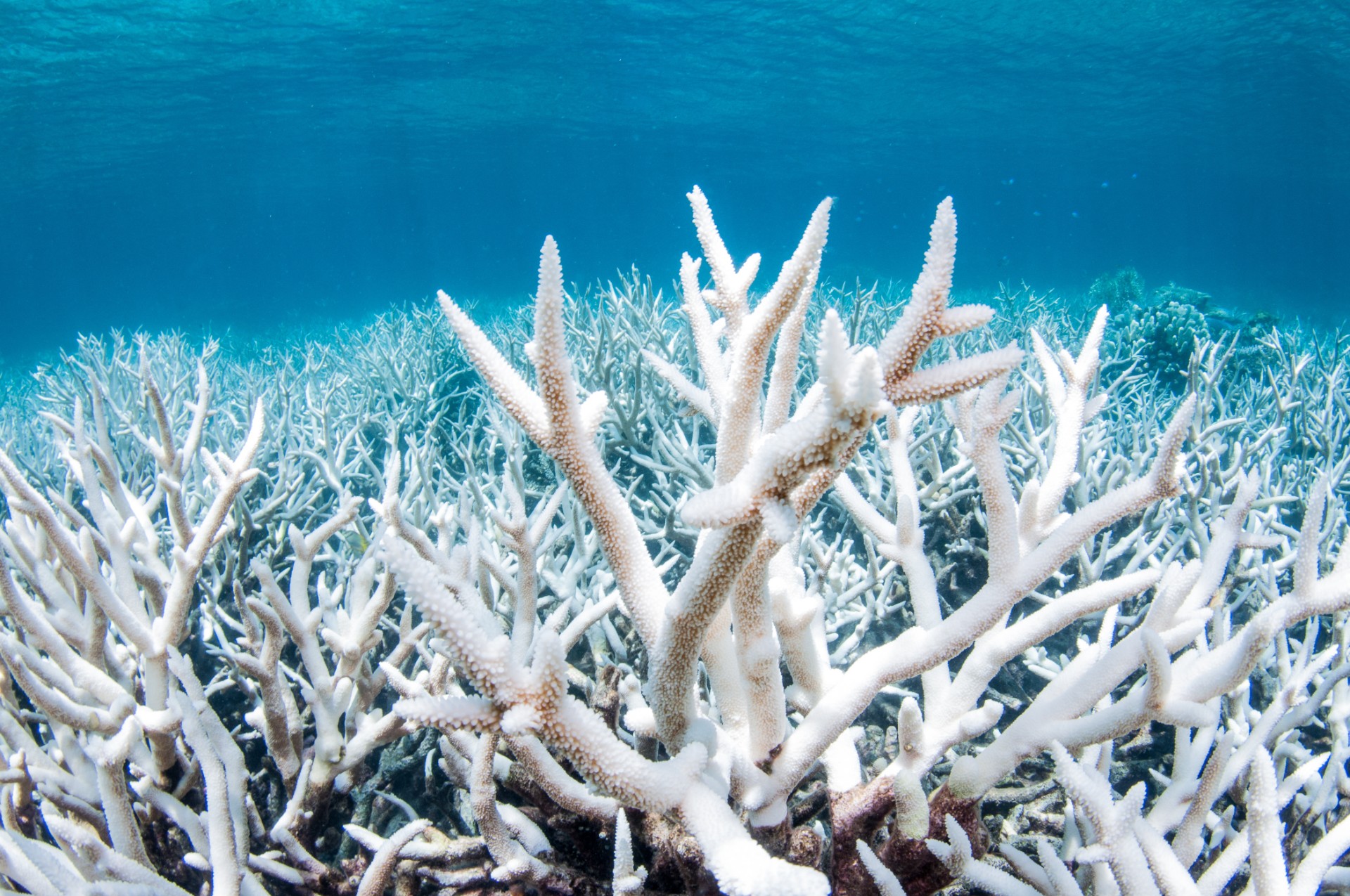 Bleached coral on the Great Barrier Reef outside Cairns Australia during a mass bleaching event, thought to have been caused by heat stress due to warmer water temperatures as a result of global climate change.