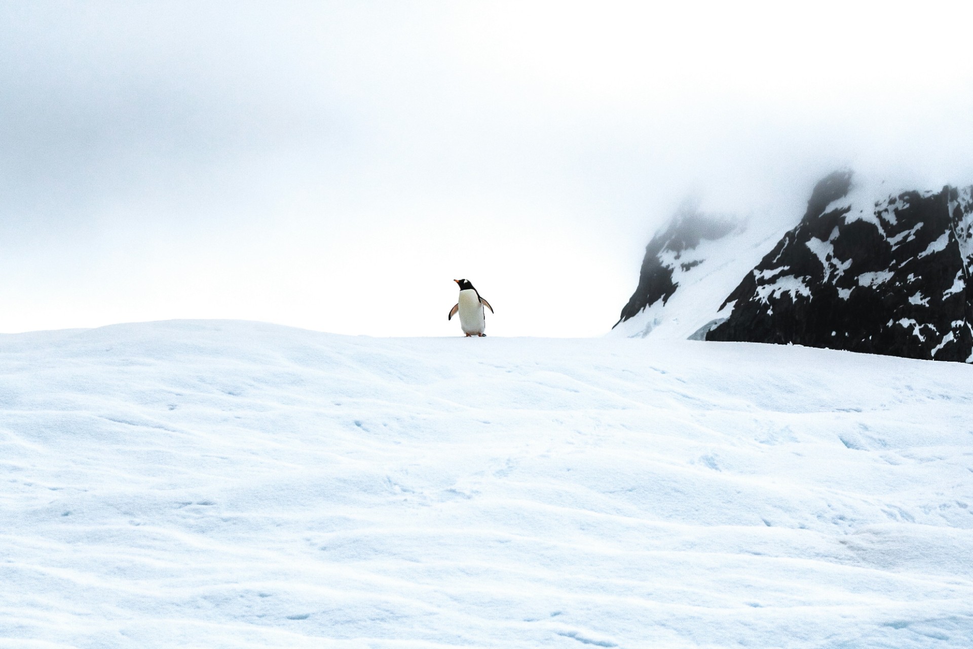 Lone penguin waddling on ice in Antarctica