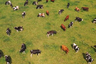 Funny cow on a green meadow looking to a camera with Alps on the background