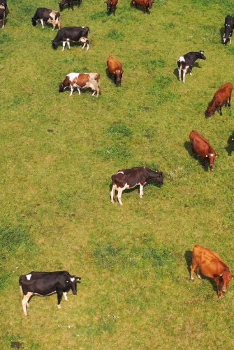 Funny cow on a green meadow looking to a camera with Alps on the background