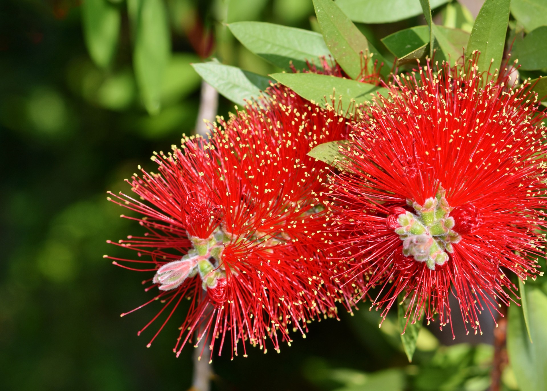 A red colour spiky bottlebrush bush (Callistemon)