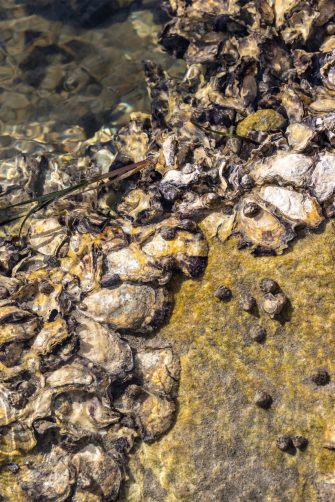 The Bioshelters team during the installation process at Blackwattle Bay. From left: Prof. M. Hank Haeusler, Prof. Yannis Zavoleas, Mrs Charlotte Firth and Mr Louis Lamont.