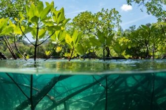 a view of under water and the plants