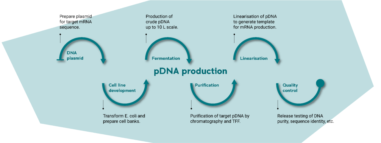 pDNA production diagram