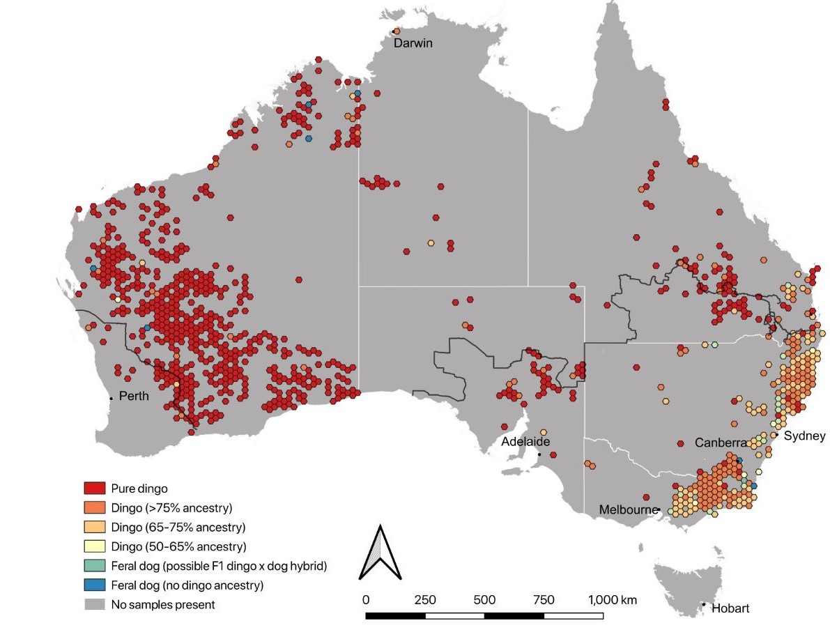 Spatial patterns of dingo ancestry across Australia