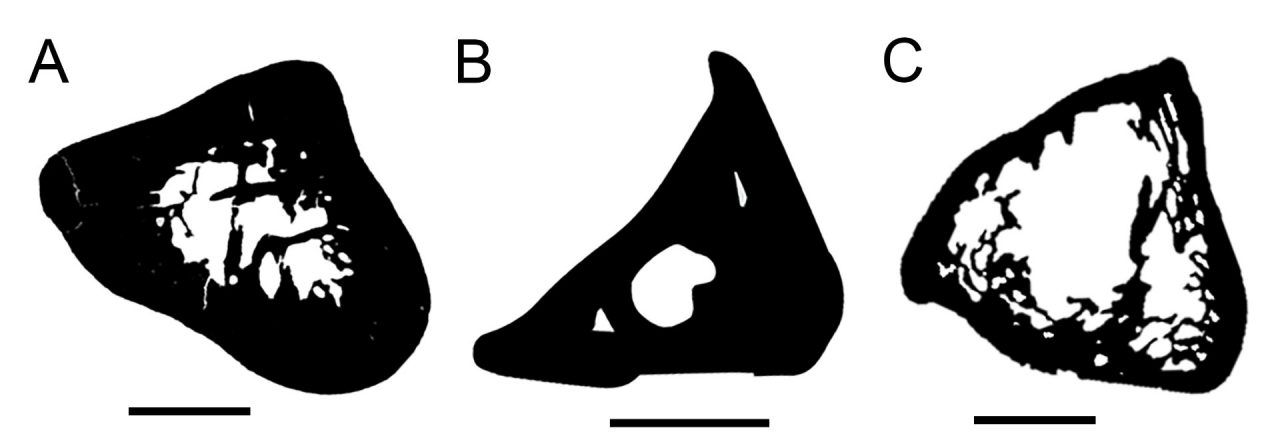 A CT scan comparison of Kryoryctes (A), platypus (B) and echidna (C) bone midsections. The bars represent 5mm.