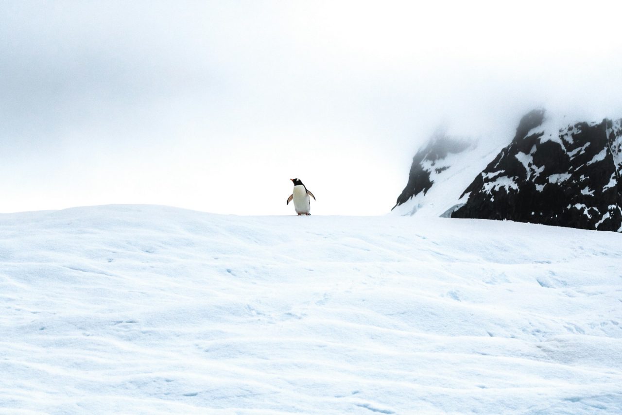 Lone penguin waddling on ice in Antarctica
