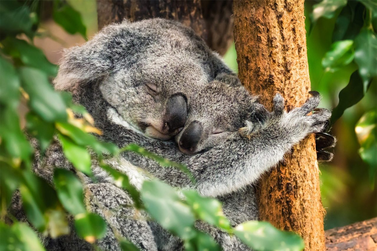 Koalas hugging